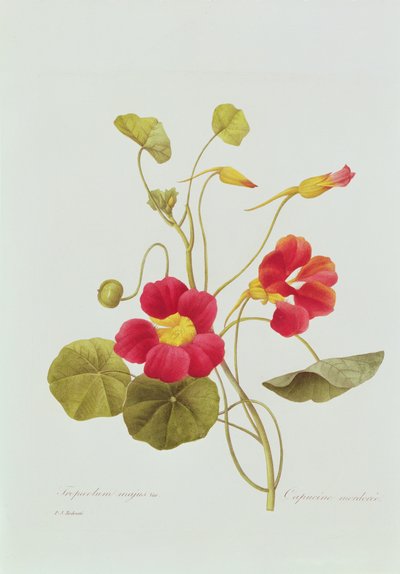 Nasturtium by Pierre Joseph Redouté